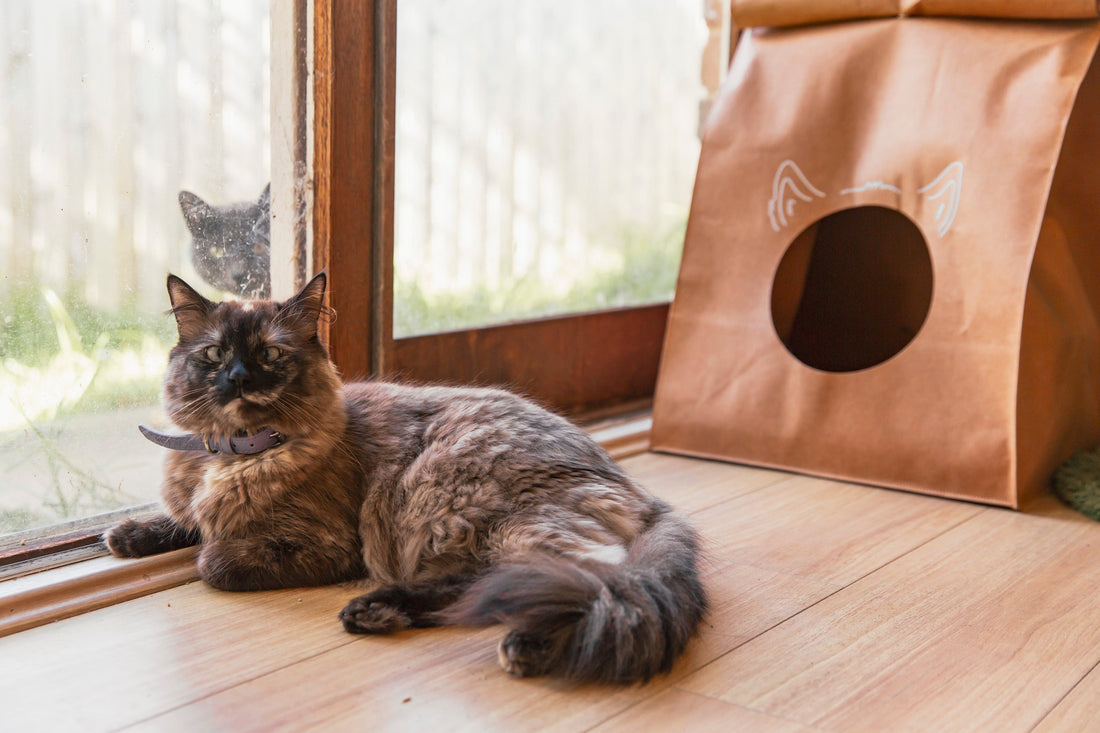 10 Hilarious Things Cats Think We’re Doing Wrong