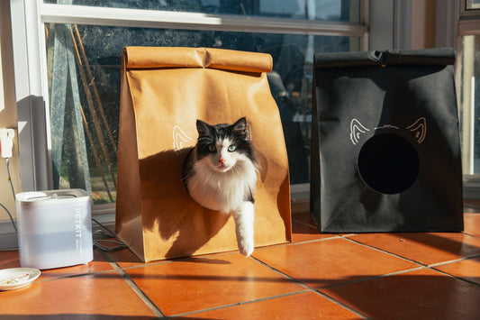 Finding the Perfect Cat Carrier: A Personal Journey with Keepet Kosy - Keepet Kosy