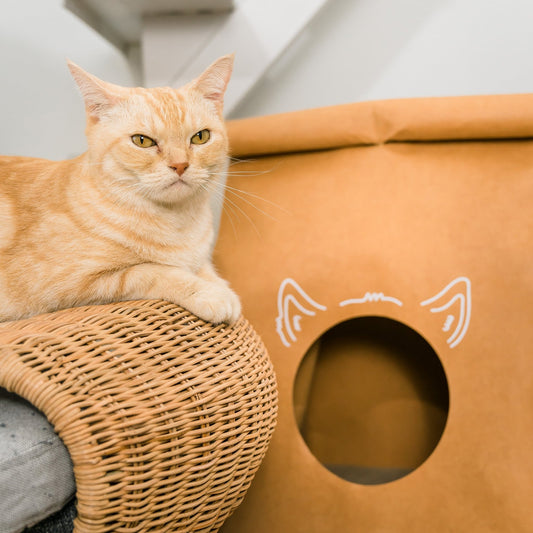 How Choosing Eco-Friendly Pet Beds Can Improve Your Pet’s Health - Keepet Kosy