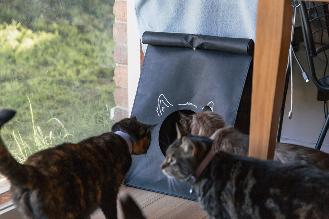 Making Pet Care More Sustainable, One Step at a Time - Keepet Kosy