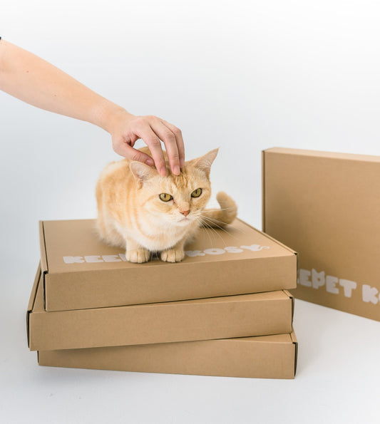 Why Recyclable Packaging Is a Must for Pet Products - Keepet Kosy